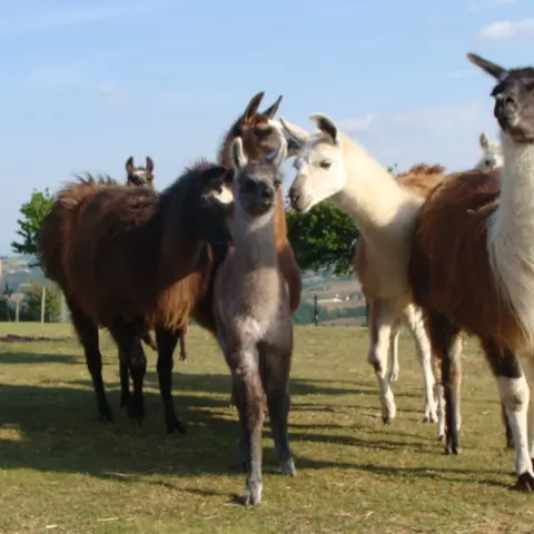 lamas des plaines