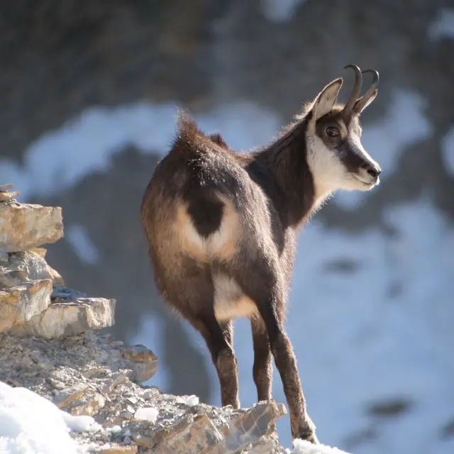 Bureau des Guides et Accompagnateurs de Briançon