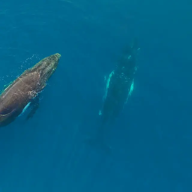 Sortie observation des baleines avec Dal’Océan – Catamaran ou semi-rigide_Nouméa