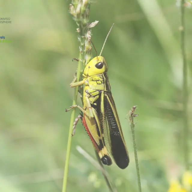 Soirée papillons et orthoptères_Molines-en-Queyras