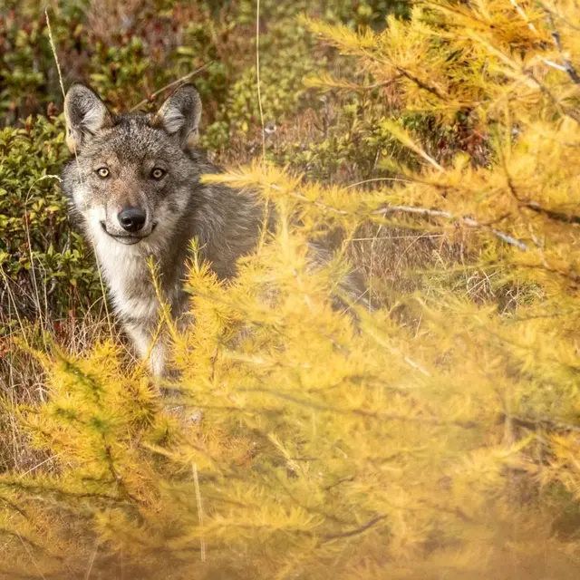 097549_hd-gyh47kwawyih