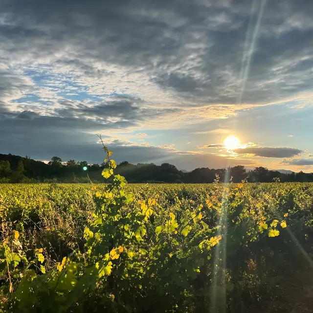 Domaine