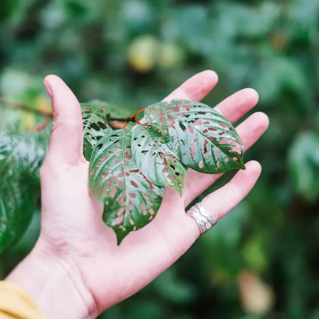 Recettes Sauvages des Montagnes_Saint-Pierre-de-Chartreuse