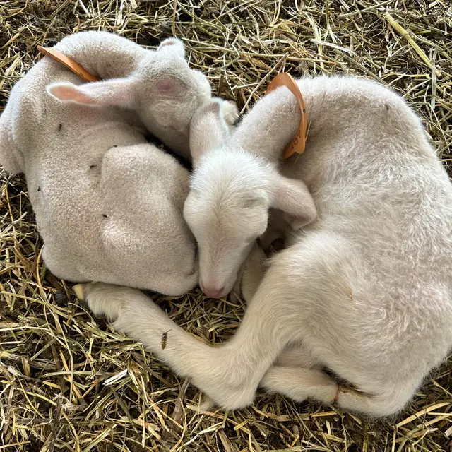 Les agneaux de Tarte