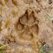 Apprenti pisteur – Sur la trace des animaux forestiers_Les Saisies