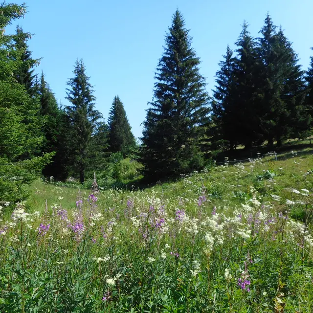 Les plantes sauvages comestibles et médicinales I Rendez-vous Nature en Savoie_Aillon-le-Jeune