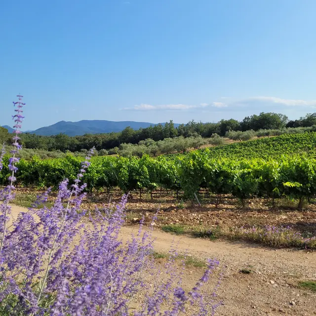 Balades et découverte géologique du vin et son terroir au Domaine Château des Selves_Seillans