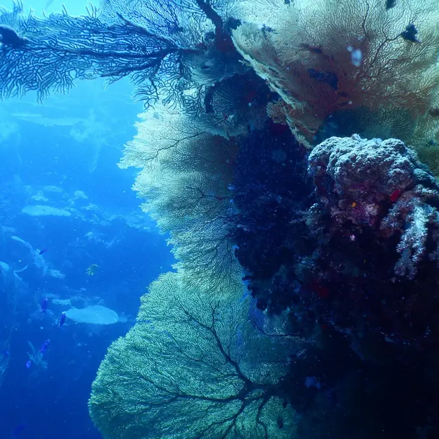 Plongée sous marine avec Tieti Diving