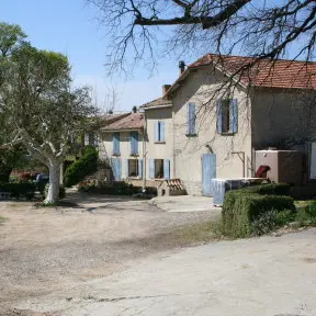 chênes blancs