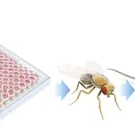 Conférence Science pour tous La mouche drosophile et la souris comme acteurs dans l'étude des maladies neuropsychiatriques_Biot