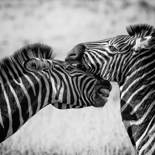 Exposition 3 - 6 ans : Animalement vôtre_Chambéry