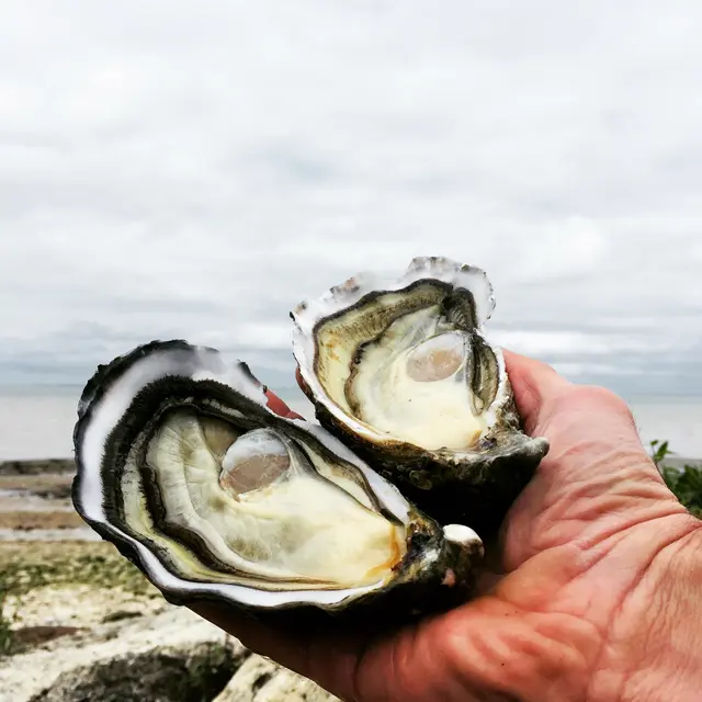 Nos huîtres
