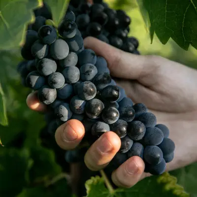 Atelier Découverte 100% Syrah  - M.CHAPOUTIER_Tain-l'Hermitage