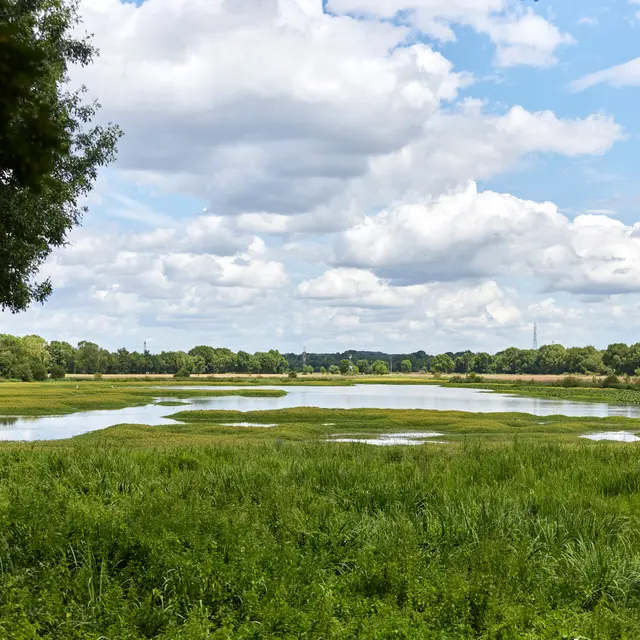Marais de Montreuil-Juigné_Montreuil-Juigné