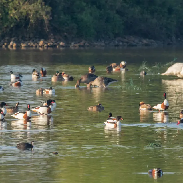 Vol en dombes : observons les oiseaux de l'étang du Grand Birieux