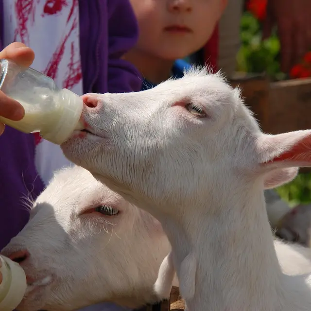 Atelier biberonnage_Sisteron