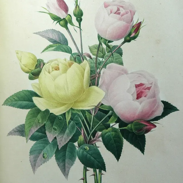 Roses de Pierre-Joseph Redouté