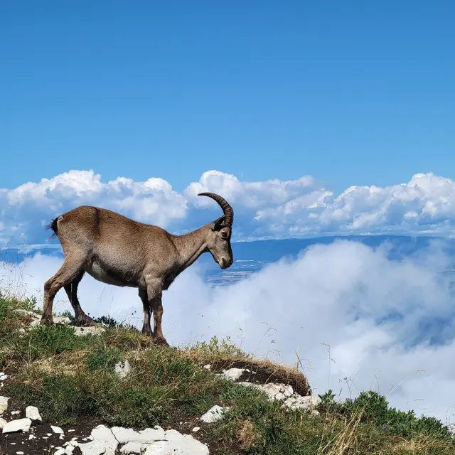 Randonnée encadrée traces et indices d'animaux_Thollon-les-Mémises