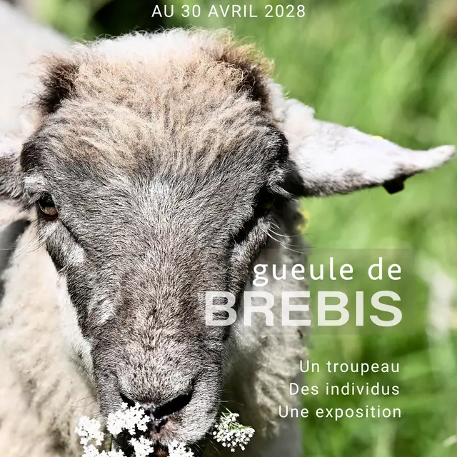 Exposition : « Gueules de Brebis »_Servoz
