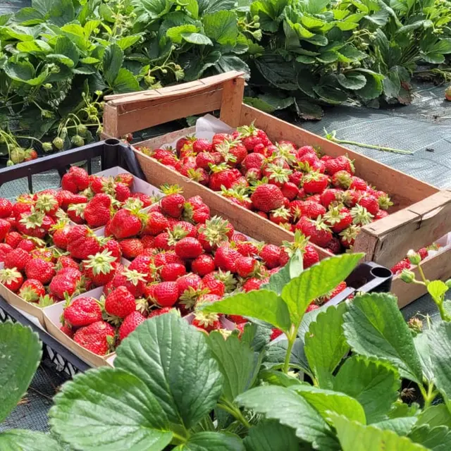 Le domaine du Coq en Pat - Production de petits fruits rouges et d'oeufs_Augerolles