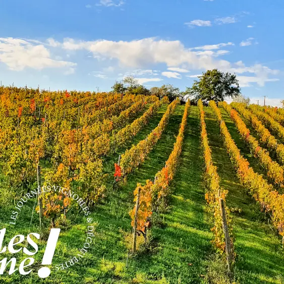 Vignobles en Scène