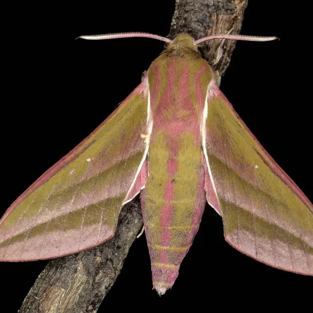 Inventaire photographique des papillons de nuit au lac Colbert_Le Cannet-des-Maures