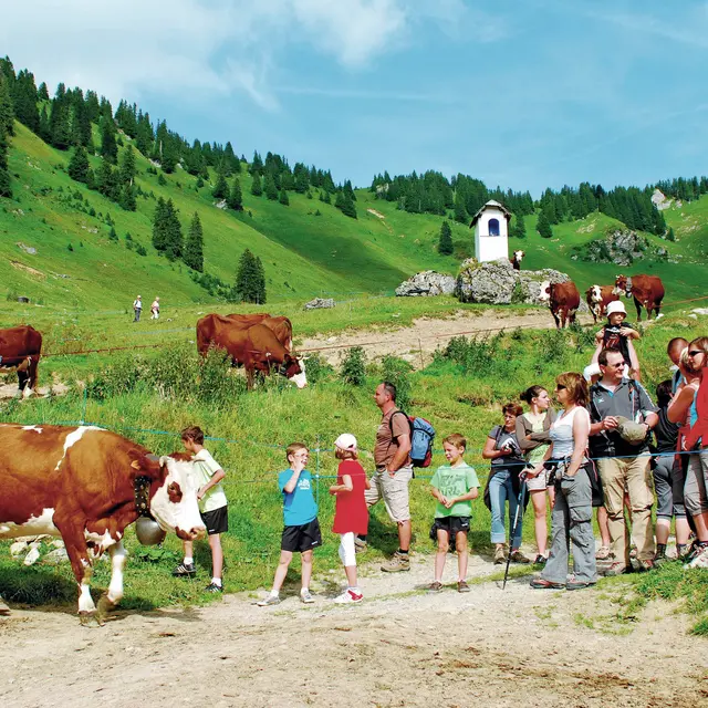 Vaches Barbossine