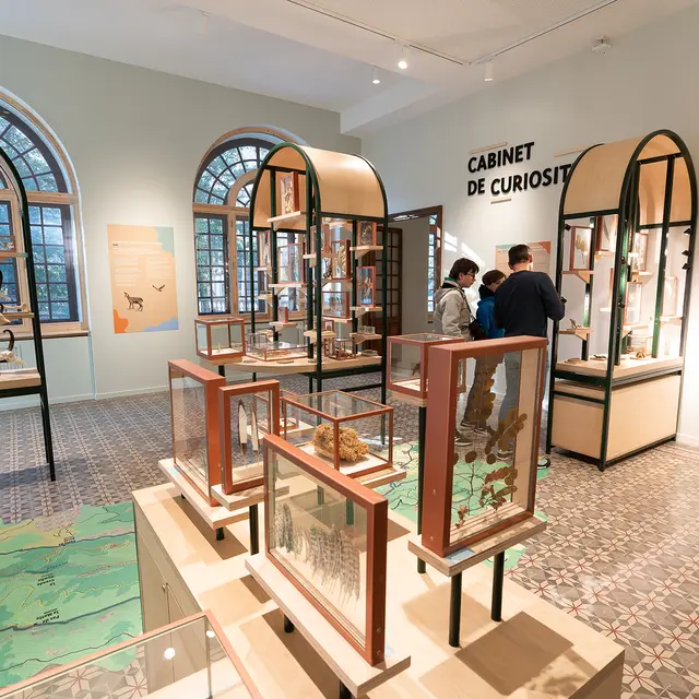 Cabinet de curiosité