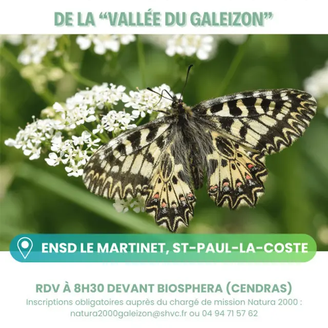 À la découverte des papillons