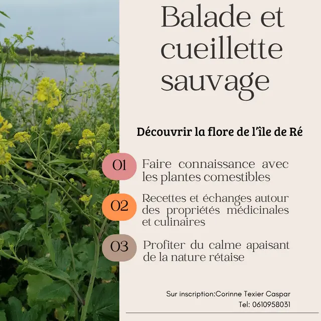 Découverte de plantes sauvages et comestibles