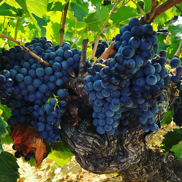 Domaine la Consonnière_Châteauneuf-du-Pape