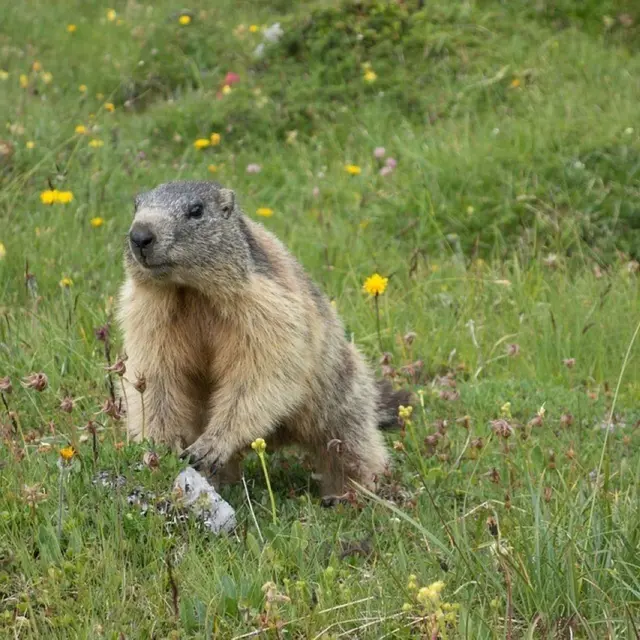 L'Avis des Marmottes_Gréolières