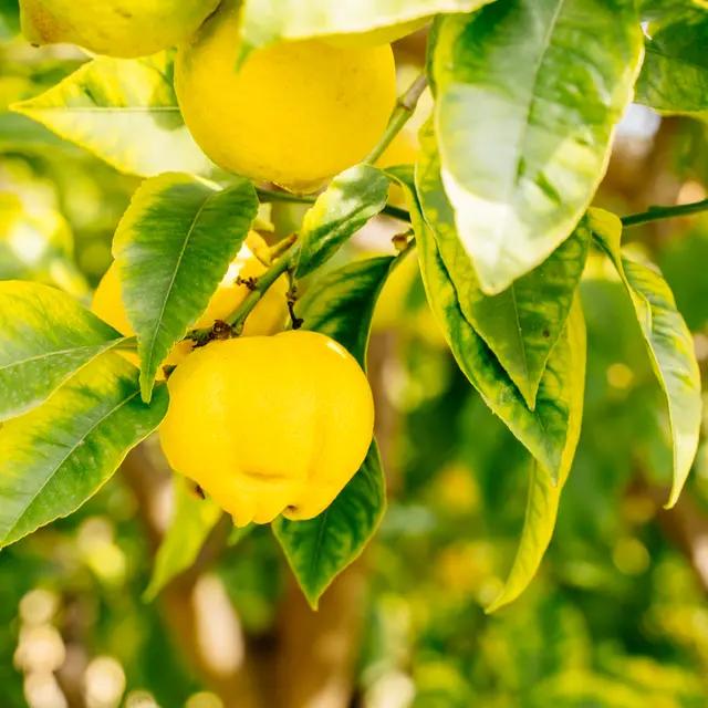 Citron de Menton