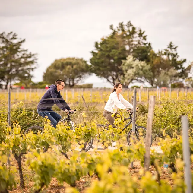 Balade à vélo dans les vignes