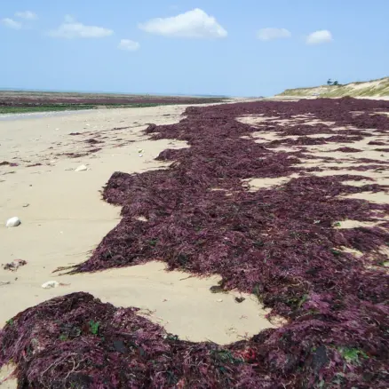 Sortie nature - Les Mystères de la laisse de mer_Sainte-Marie-de-Ré