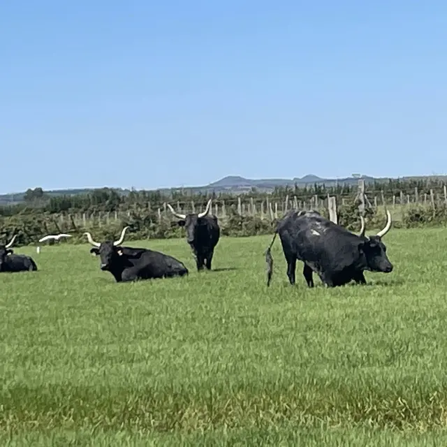 Manade du juge_Arles