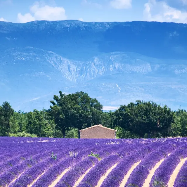 Plateau de Valensole