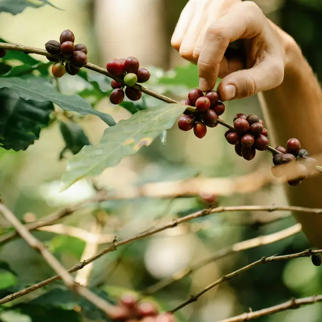 Stage Plantes Sauvages et Carnet de Cueillette_La Robine-sur-Galabre