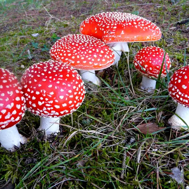 Détermination de champignons