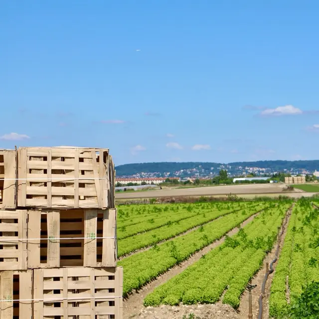 Visite commentée de l'exploitation maraîchère Guehennec_Le Mesnil-le-Roi