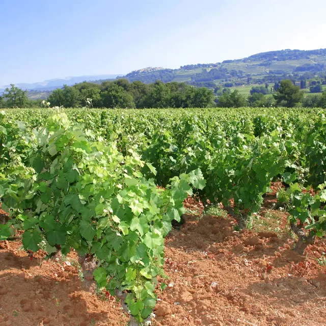 Domaine Lafran-Veyrolles