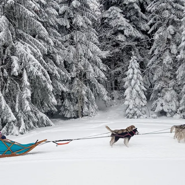 baptême chiens de traineaux