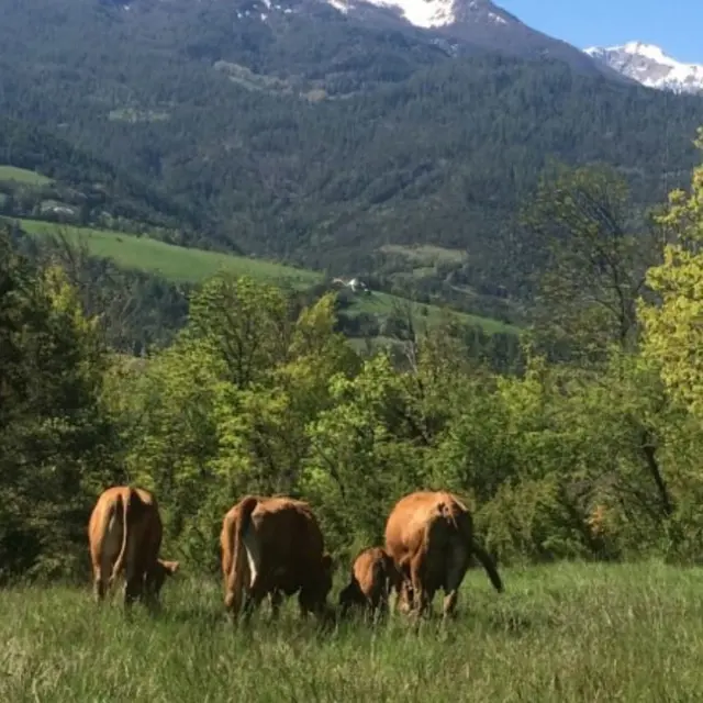 Élevage ferme Quellec