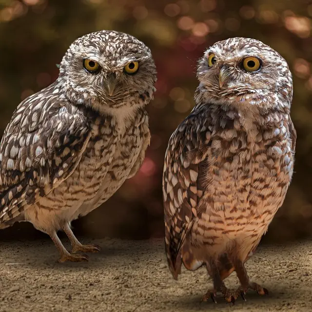 Sortie LPO - Chauve-Souris et oiseaux nocturnes_Plateau des Petites Roches