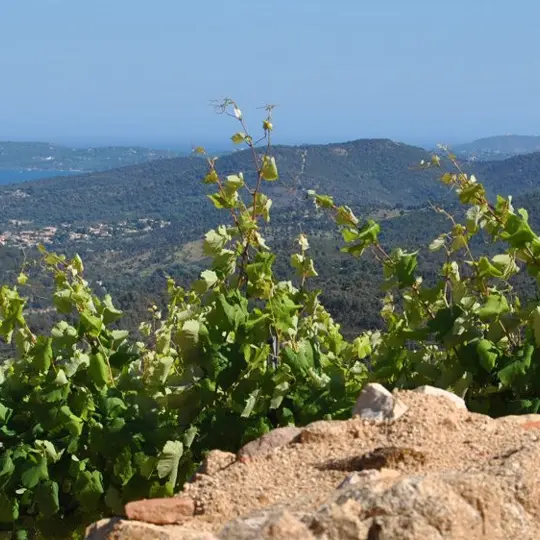 Domaine des Beaucas 1