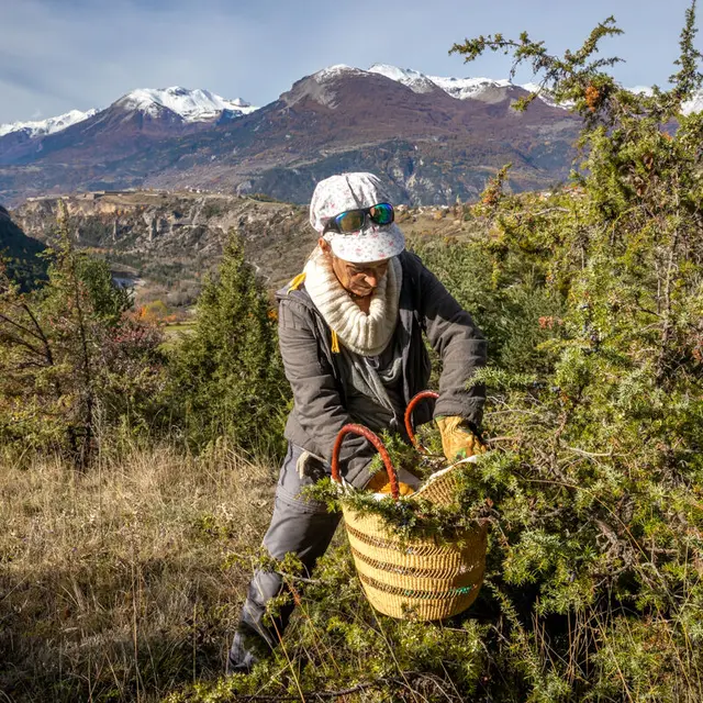 Atelier découverte de la cueillette de plantes de montagne et fabrication d'un baume_Guillestre