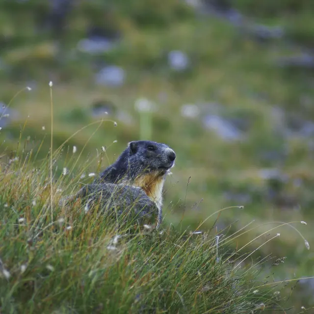 Les petits montagnards le premier trek