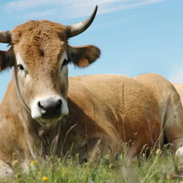 Balade du Pré du Bois n°29