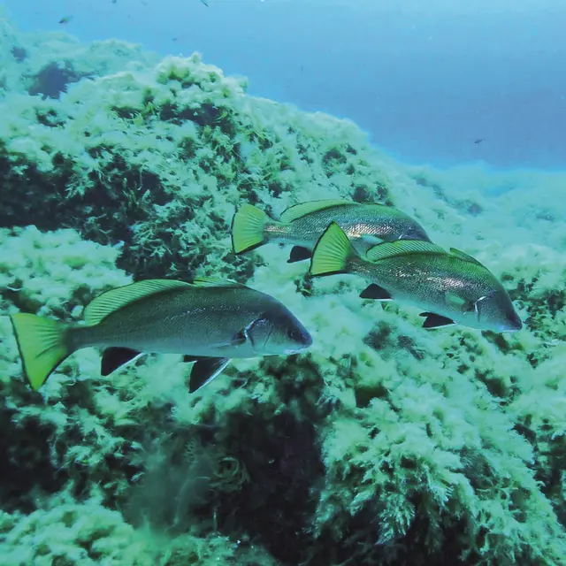 Découverte des fonds marins_Roquebrune-Cap-Martin