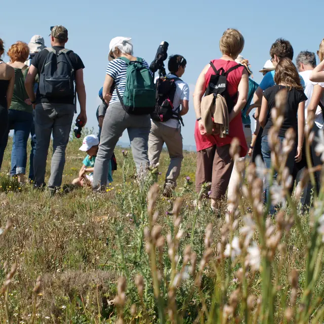 Éco-balade naturaliste dans la plaine de la Crau_Istres
